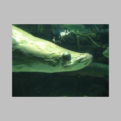 13 nawieksza slodokowda ryba arapaima.html